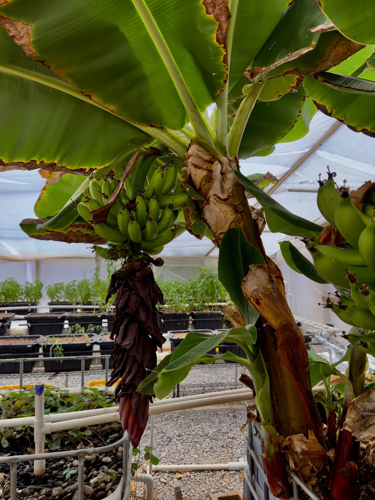 Bananas in the aquaponic greenhouse