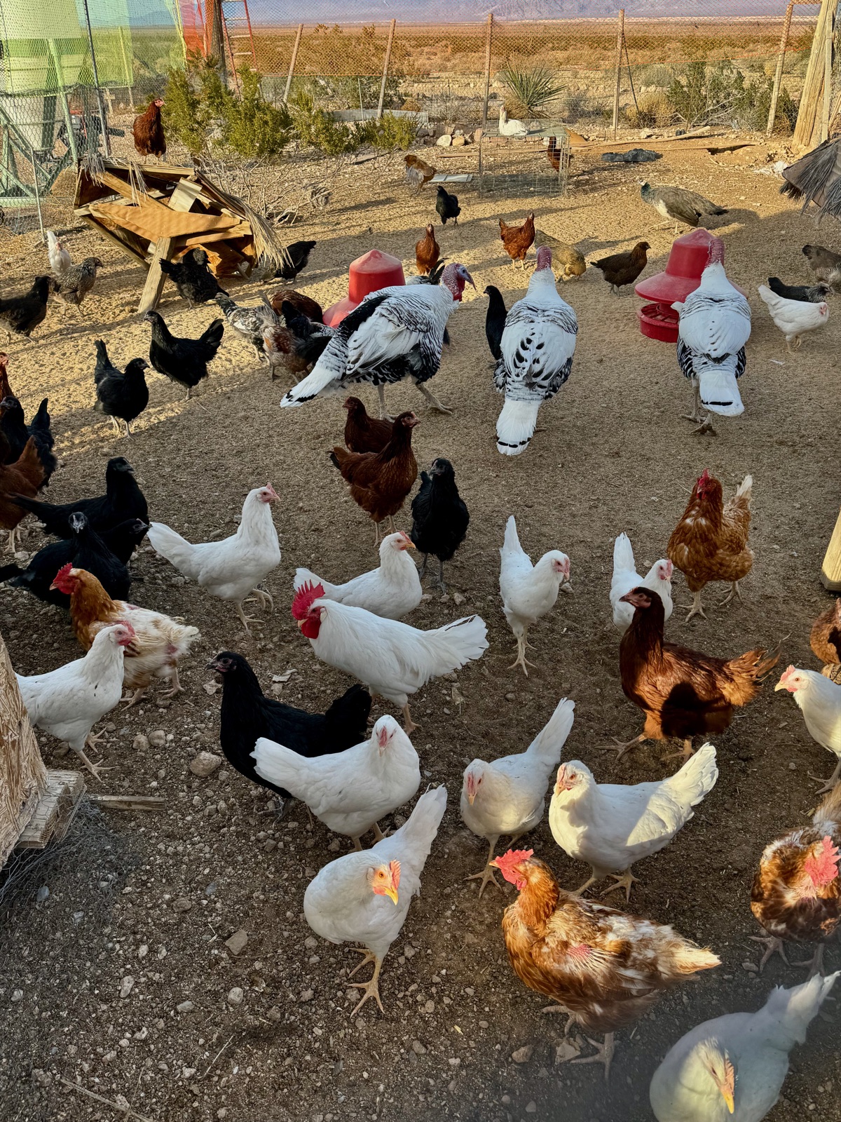 The flock at the working farm